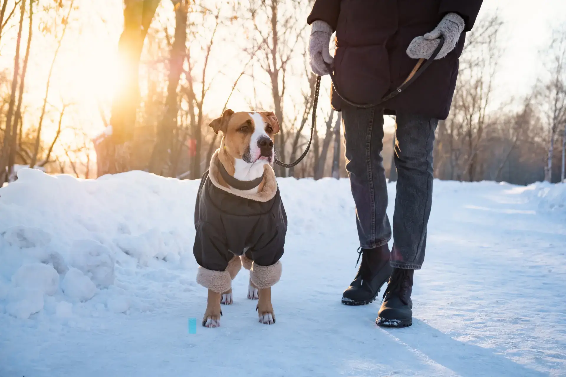 Winter Dog Training