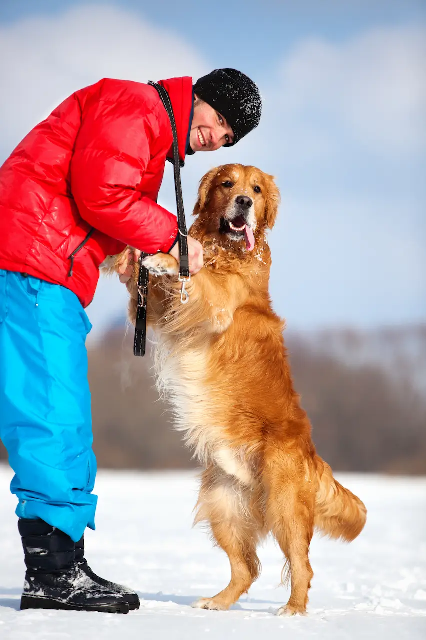 training dog in winter